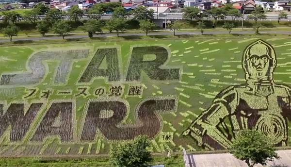 Star Wars le réveil de la force dans un champs de riz