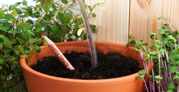 sprout world crayon a planter