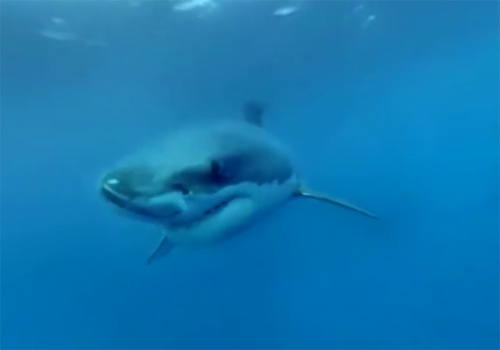 Réalité virtuelle vidéo plongée avec requins