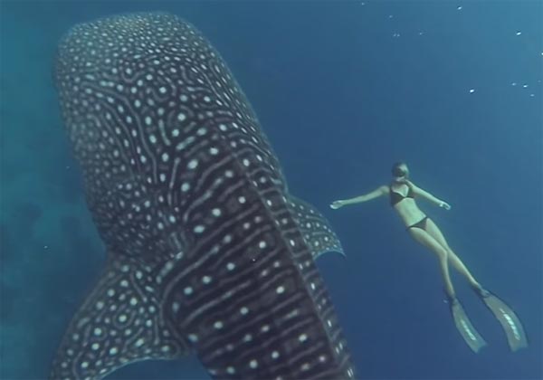 GoPro requin baleine