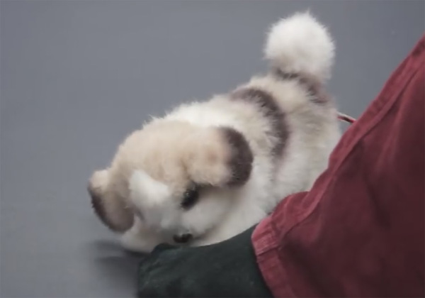 Japon robot chien sent les mauvaises odeurs