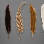 Pottermore_plume_magique_IDBOOX