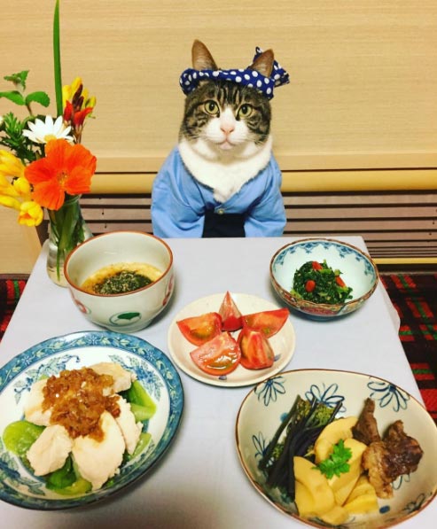 Japon - Un chat adepte du cosplay