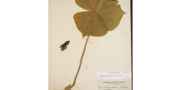herbier-numerique-3-millions-de-specimens-gratuit