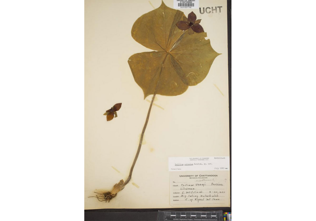 herbier-numerique-3-millions-de-specimens-gratuit