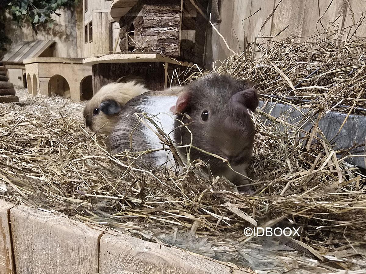 J'ai testé Le Monde de Noé : l'expérience animale unique à faire avec les enfants Le Monde de Noé j'ai testé voici mon avis sur l'expérience animaux avec des enfants